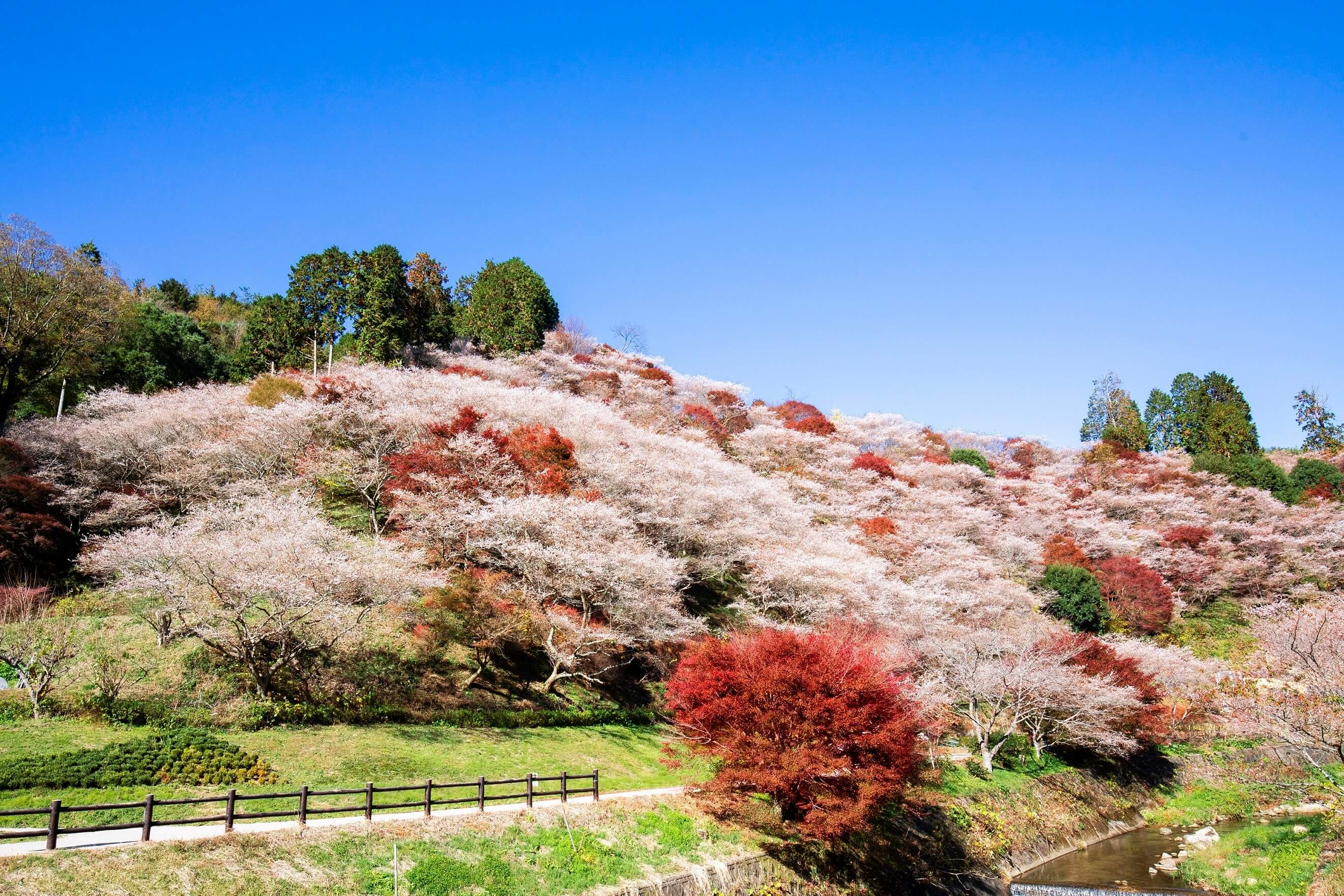 CUNG ĐƯỜNG VÀNG VNA (OSAKA – KYOTO – YAMANASHI – TOKYO) (TN)